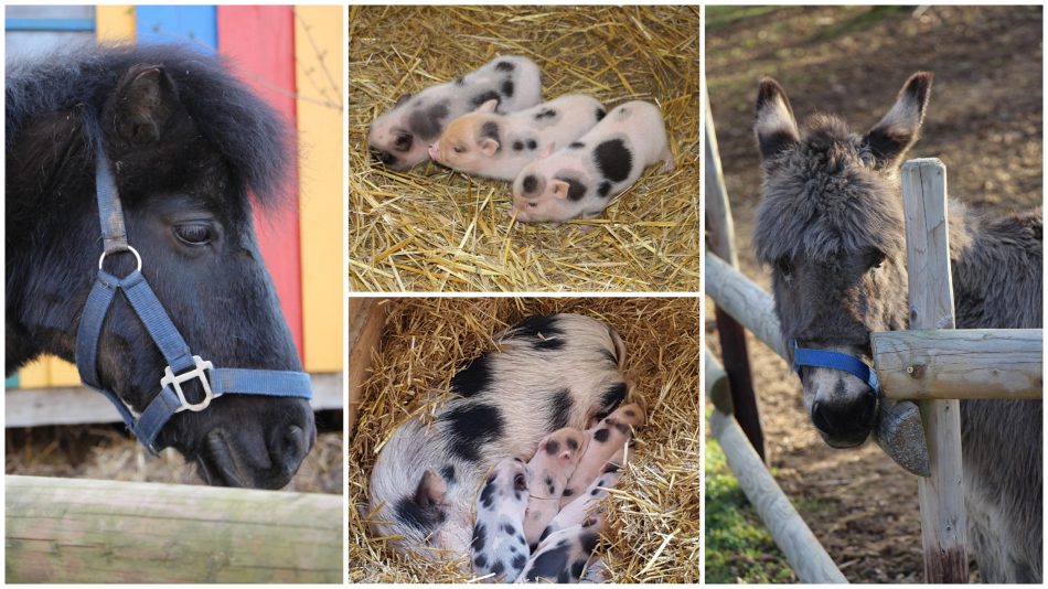 Auf Hof Hardthöhe ist tierisch was los