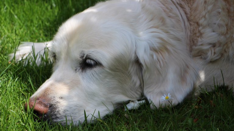 Balou im Frühjahr 2017