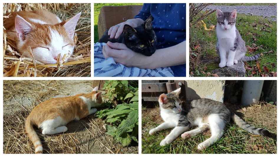 Katzenliebe im Familotel Landhaus zur Ohe