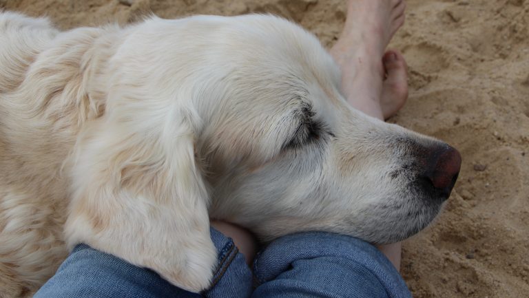 Unser Golden Retriever Balou am Hundstrand von Cuxhaven