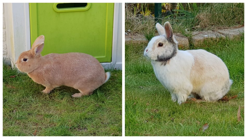 Unsere Kaninchen Max und Paula