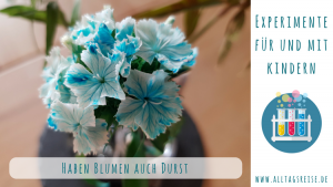 Experiment: Blumen färben