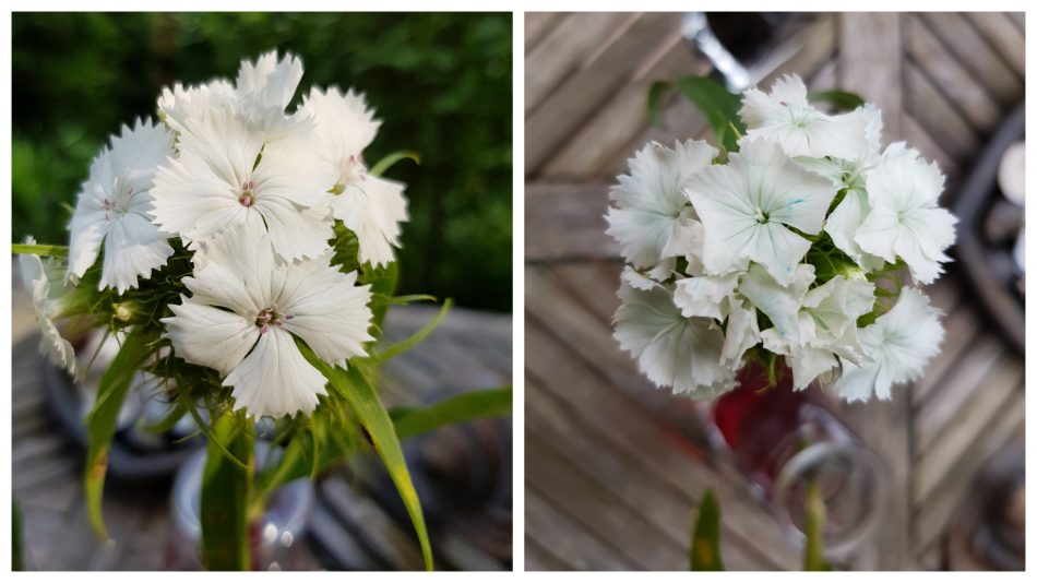 Langsam färben sich die Blüten