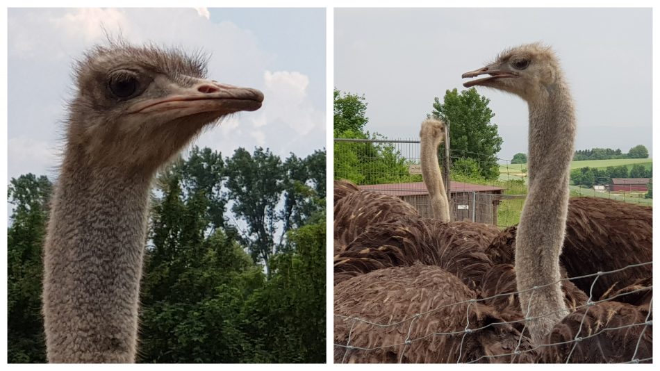 Strausse erleben auf einer Straussenfarm