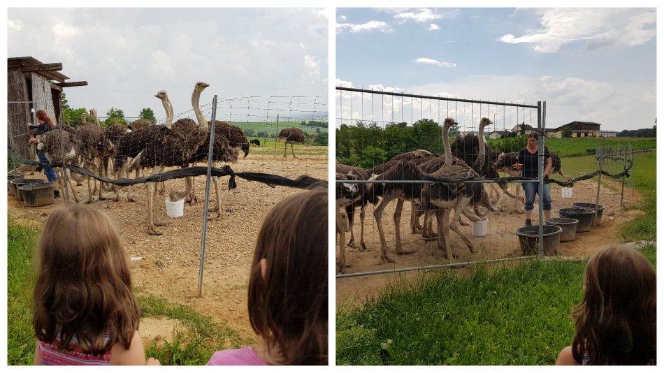 Strausse erleben auf einer Straussenfarm