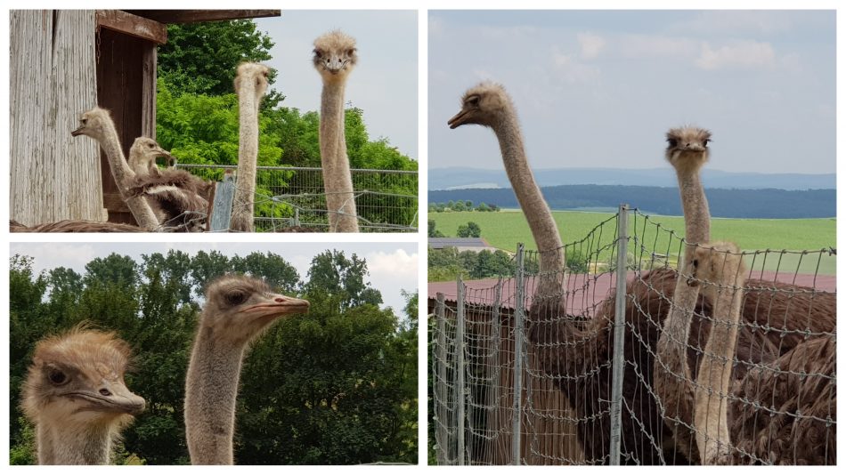 Strausse erleben auf einer Straussenfarm