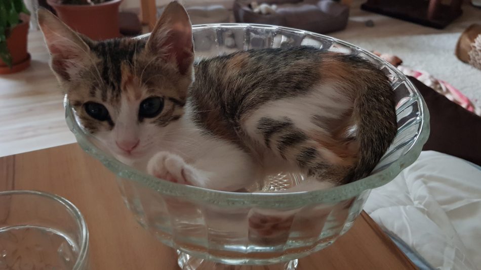 Unsere Katze Lilli sitzt in einer Glasschale