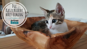 Unsere Katze Lilli zieht ein