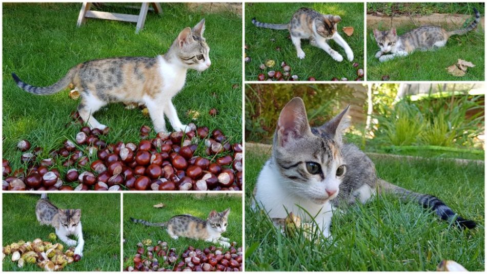 Unsere Katze Lilli spielt im Garten mit Kastanien