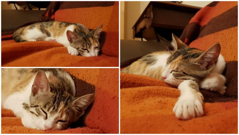 Unsere Katze Lilli kuschelt auf dem Sofa