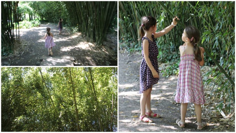 Bambus"wald" im Palmengarten in Frankfurt