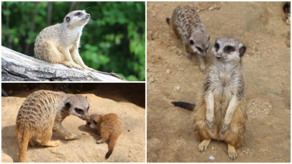 Erdmännchen im Zoo Frankfurt