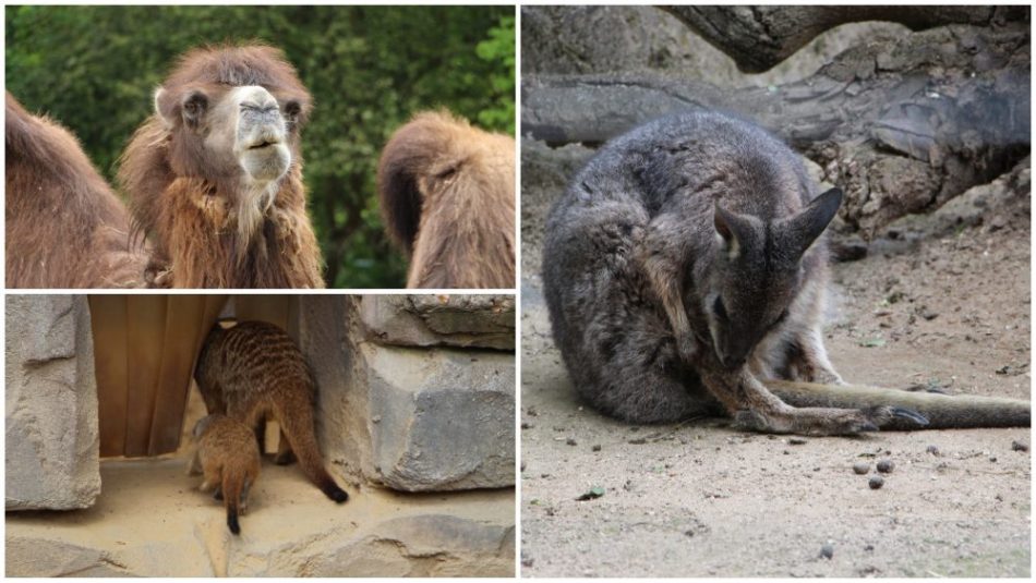 Impressionen aus dem Zoo Frankfurt