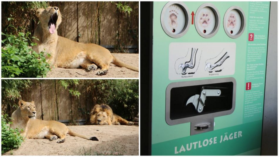 Der Katzendschungel im Zoo Frankfurt