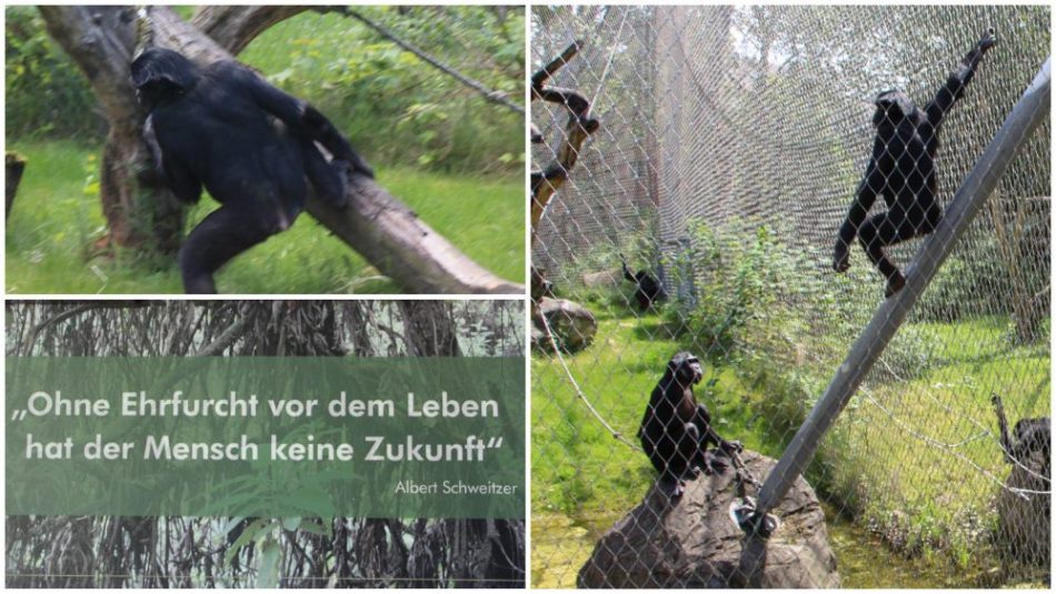 Menschenaffen im Zoo Frankfurt