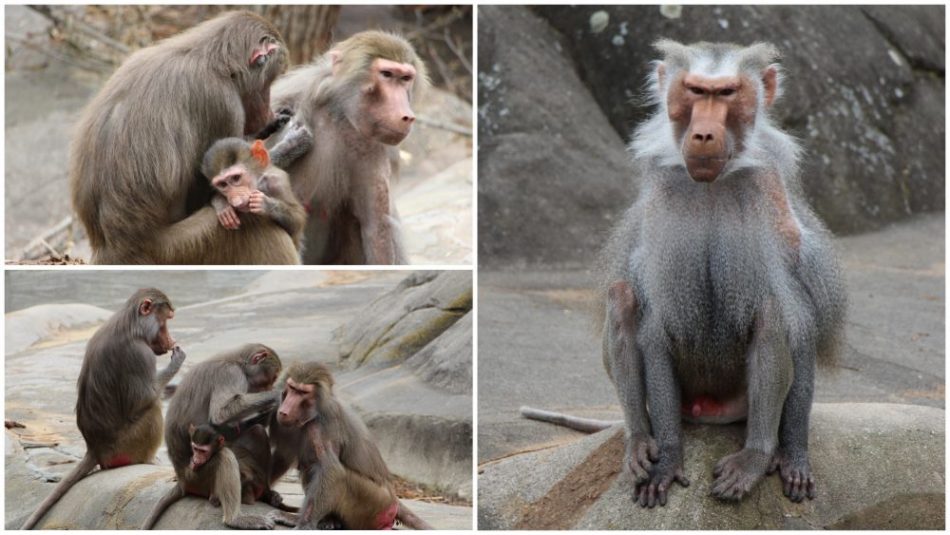 Paviane im Zoo Frankfurt