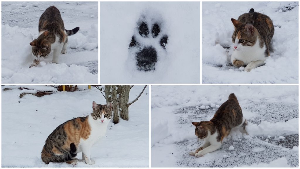 Unsere Katze Lilli in ihrem ersten Schnee