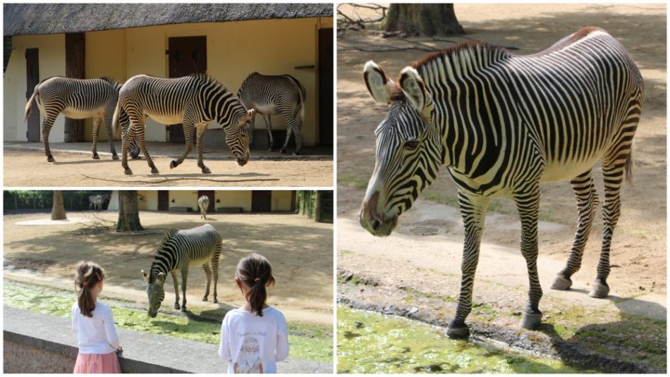 Zebras im Zoo Frankfurt