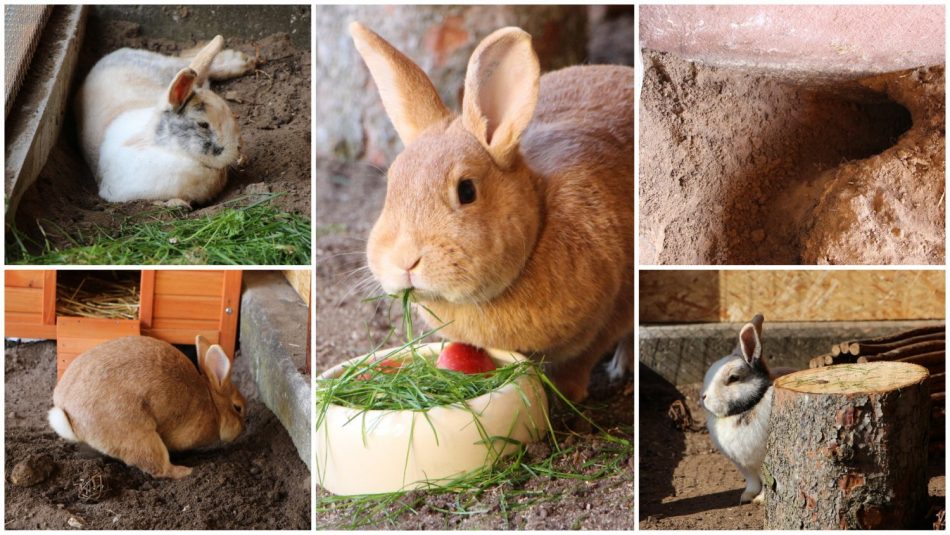 Max und Paula im neuen Hasenstall