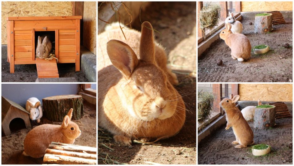 Max und Paula im neuen Hasenstall
